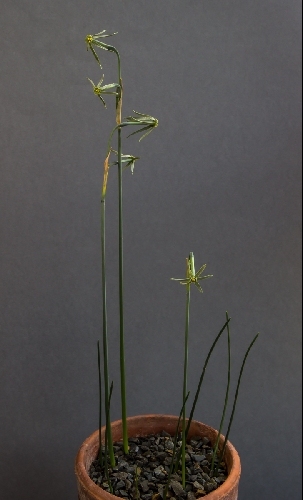 Narcissus viridiflorus
